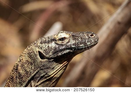 Komodo Dragon, Varanus Komodoensis