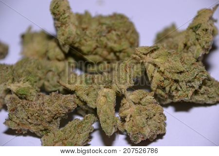 monster glue is an indica cannabis strain