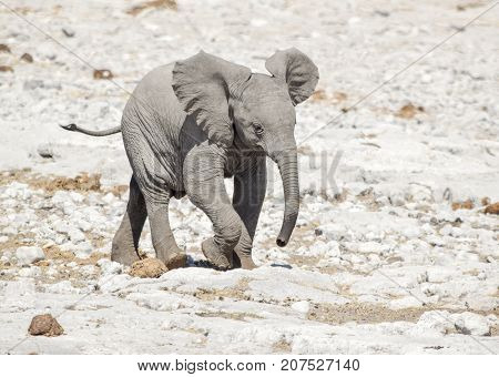 sunny arid savannah scenery including a african bush elephant cub seen in Namibia