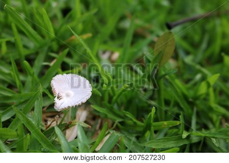 The White little mushrooms in the garden.