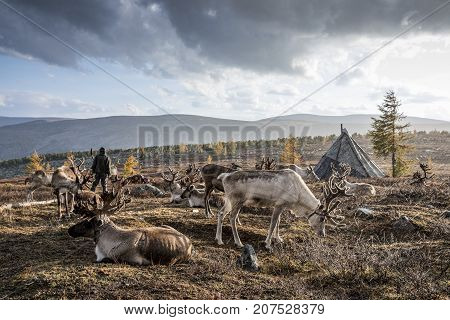 Reindeer In Rain In Northern Mongolian Landscape