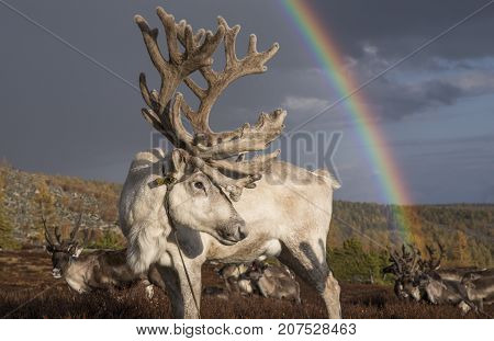 reindeer under a rainbow in northern Mongolia