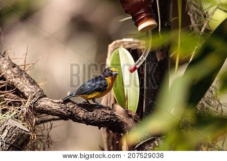 Male Yellow And Blue Violaceous Euphonia
