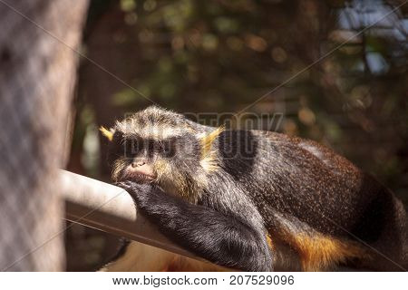 Wolfs monkey Cercopithecus wolfi wolfi can be found in central Africa