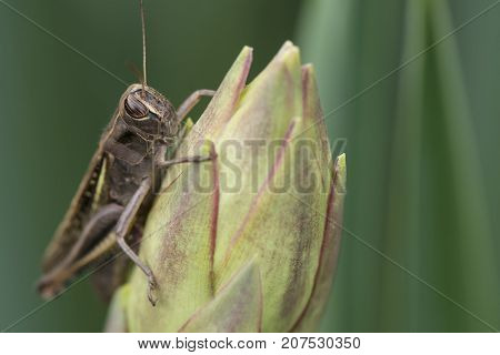 Grasshopper sits on a bud in front of dark green background.