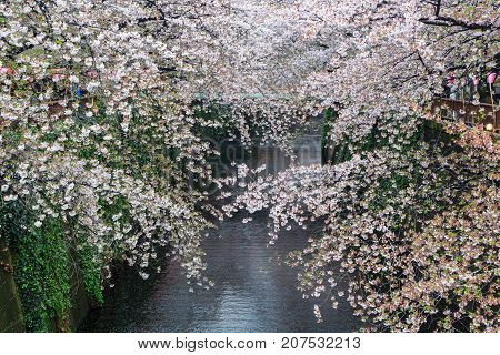 Nakameguro Canal this area is popular sakura spot in Tokyo with beautiful canal.