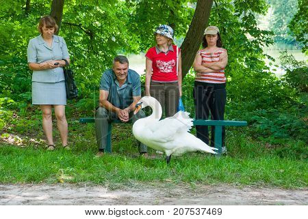 Trostyanets ,UKRAINE,June 11, 2011: Visitors to the park Trostianets admire the white swan