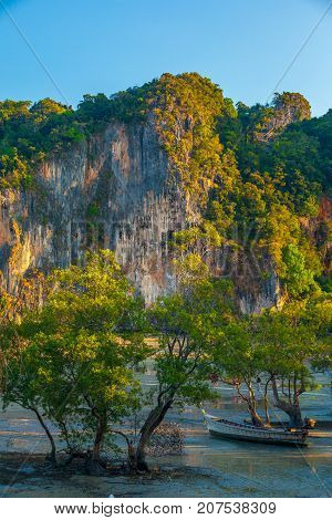 Trees grow in the sea. Krabi, Thailand.