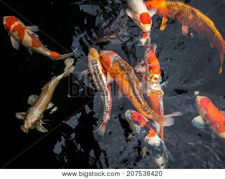 Colorful koi fish in the fish pond Crayfish