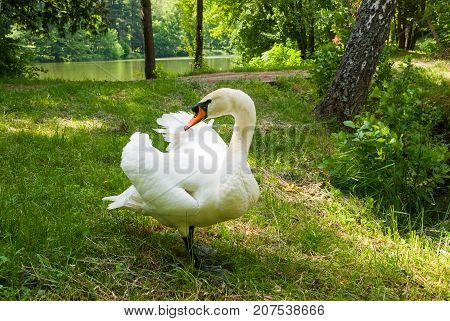 White swan (Cygnus olor) in the park