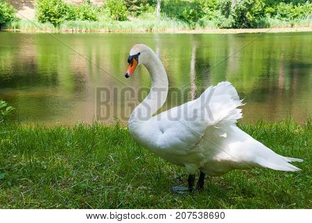 White swan(Cygnus olor) standing near a lake