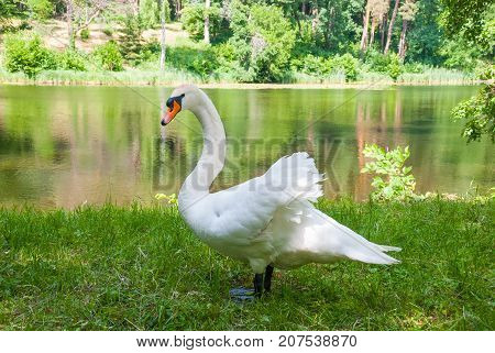 White swan(Cygnus olor) standing near a lake
