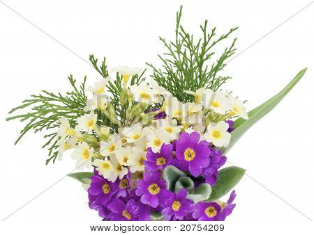 First Spring  Gentle  Primroses Flowers