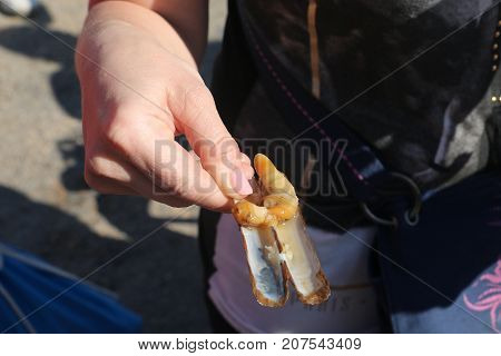 Oysters In The Human Hands