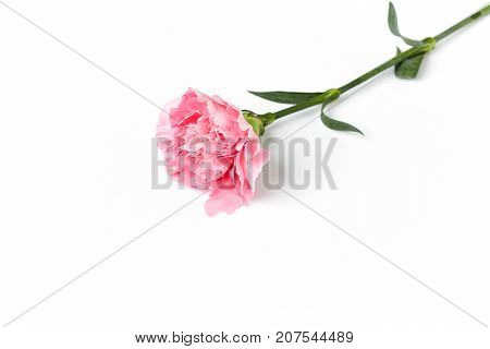 Pink Carnation Flower Isolated On White