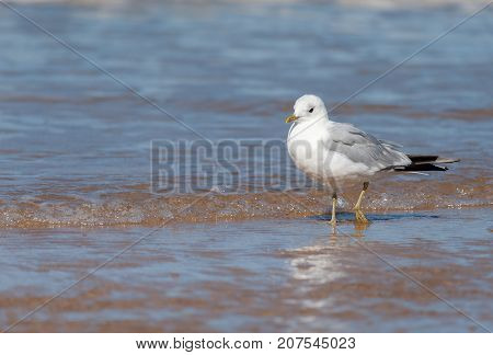 A Common Gull Standing On The Beach