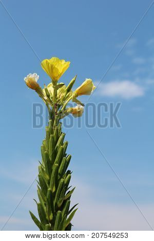 Common evening primrose flower against a beautiful blue sky, vertical aspect