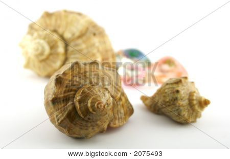 Cockleshells ทะเล