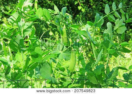 Snow pea green pea suger pea (Pisum sativum) plant with unripe pods in the garden