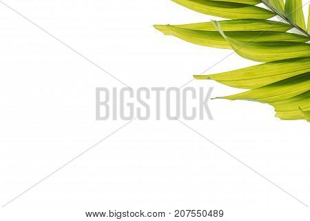 Isolated sealing wax palm (Cyrtostachys renda) leaves white background