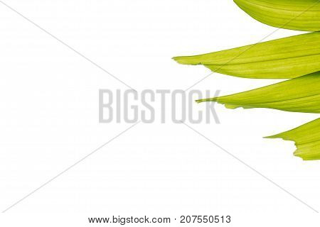 Isolated sealing wax palm (Cyrtostachys renda) leaves white background