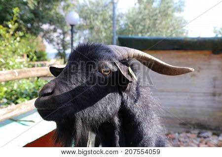 Billy Goat portrait  in the fence - Umbria, Italy