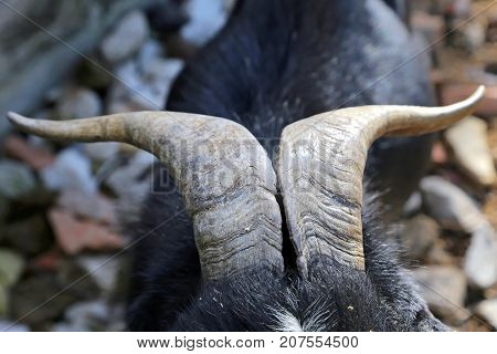 Billy Goat portrait  in the fence - Umbria, Italy
