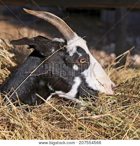 Billy Goat portrait  in the fence - Umbria, Italy
