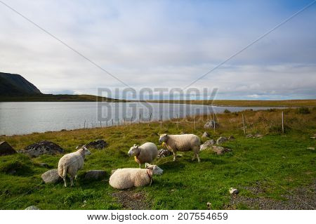 On the coast in Eggum Lofoten Islands Norway