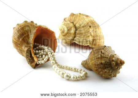 Cockleshell และลูกปัด
