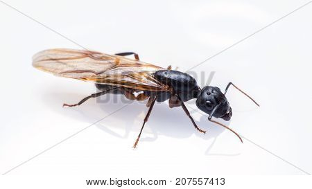 close up flying ant isolated on white background. Winged Carpenter ant