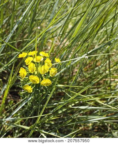 flowers of eufhorbia in a meadow in italy