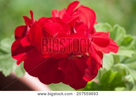 red flower in the backyard garden of potted