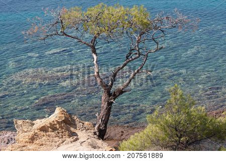 tree on a hill on the island of Thassos