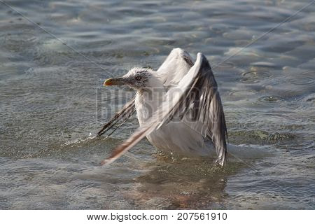 seagull on the beach on the island of Thassos