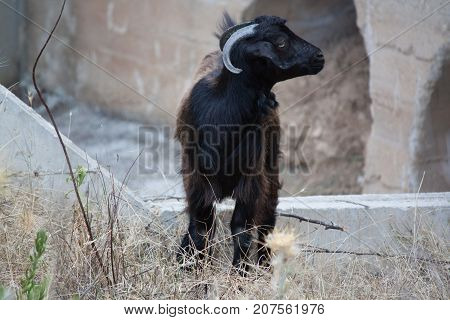black goat on the island of Thassos