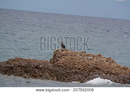Black bird on a rock in thasos
