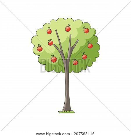 vector flat cartoon red apples on apple tree with green foliage and plentiful fruitage. Isolated illustration on a white background. Popular garden plant for your design