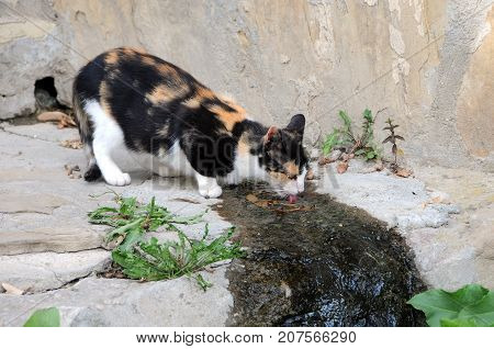 Stray three-colored cat drinks water in the Old Town of Veliko Tarnovo in Bulgaria