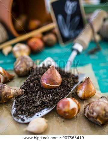 Flower bulbs and garden accessories for planting in the ground.