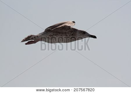 seagull in flight on the island of Thassos