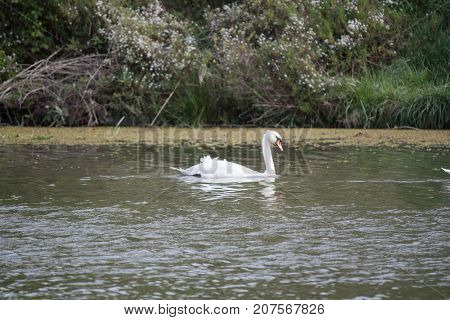 White swan swimming in bad weather in the channel
