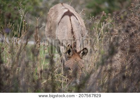 donkey in a pasture on the channel