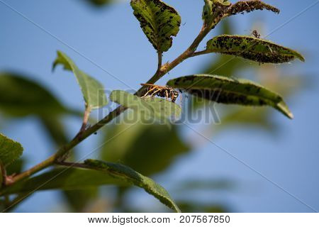 Wasp and Ant on the sheet cherries