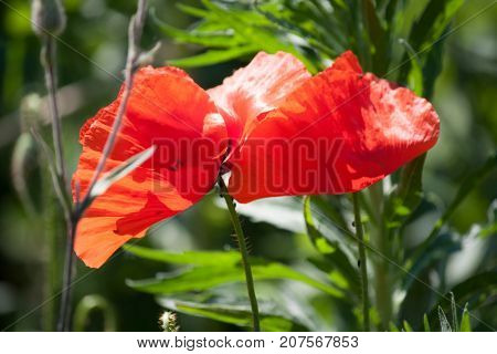 wild flower on the river in the wild
