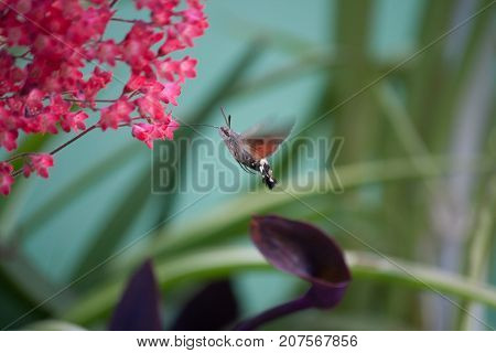 Butterfly hummingbirds pollinate red flowers in garden