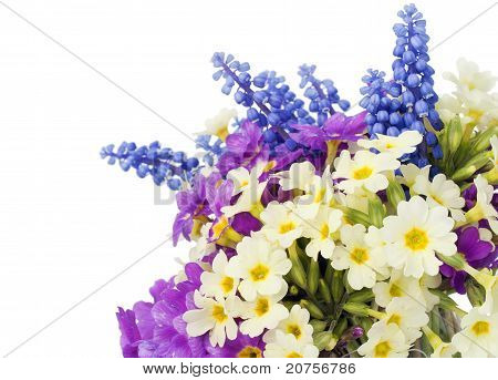 Sprigs Muscari And Primroses Postcard