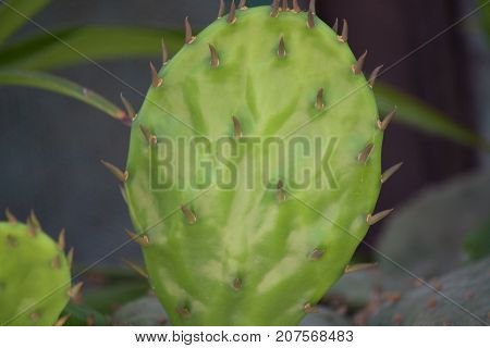 cactus in a pot in the backyard garden