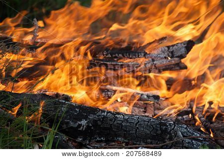 flame of fire in the woods next to the river