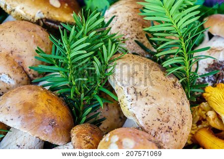 color image of forest Mushroom Boletus close-up